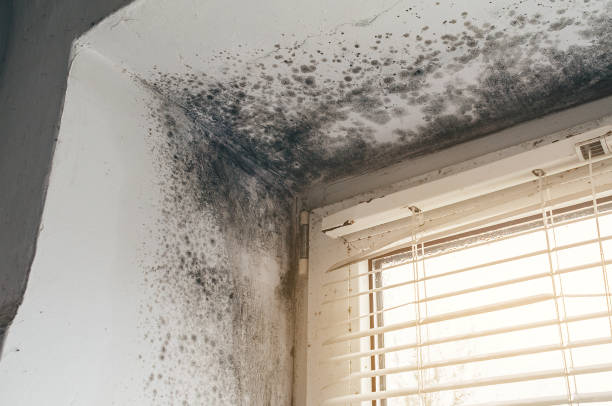 Affordable Mold Remediation solutions in Union City, PA